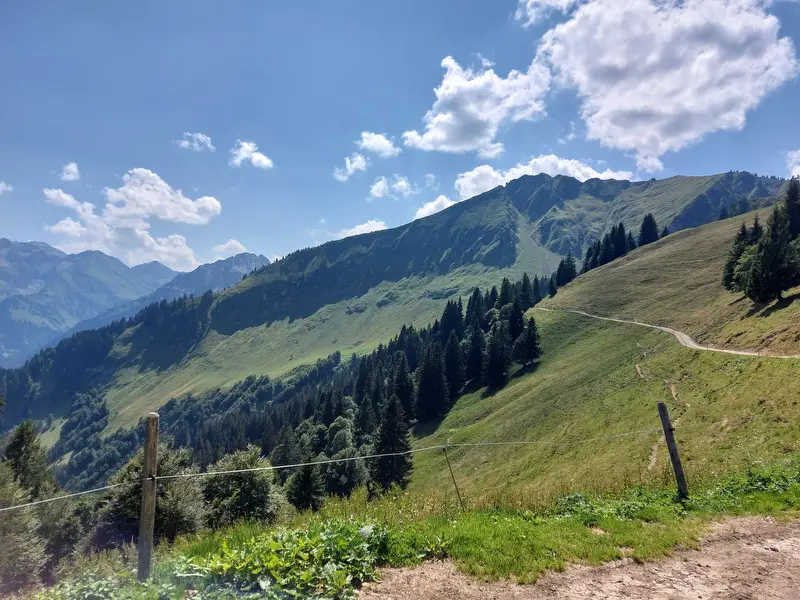 Wanderweg durch die Bergwiesen am Söllereck